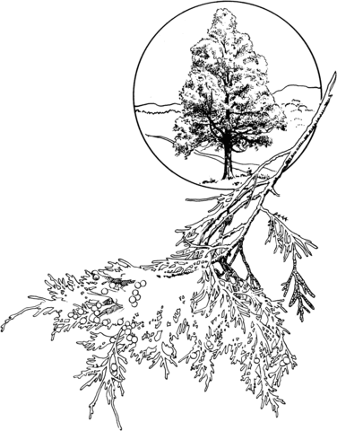 Red Cedar Or Eastern Juniper Coloring Page